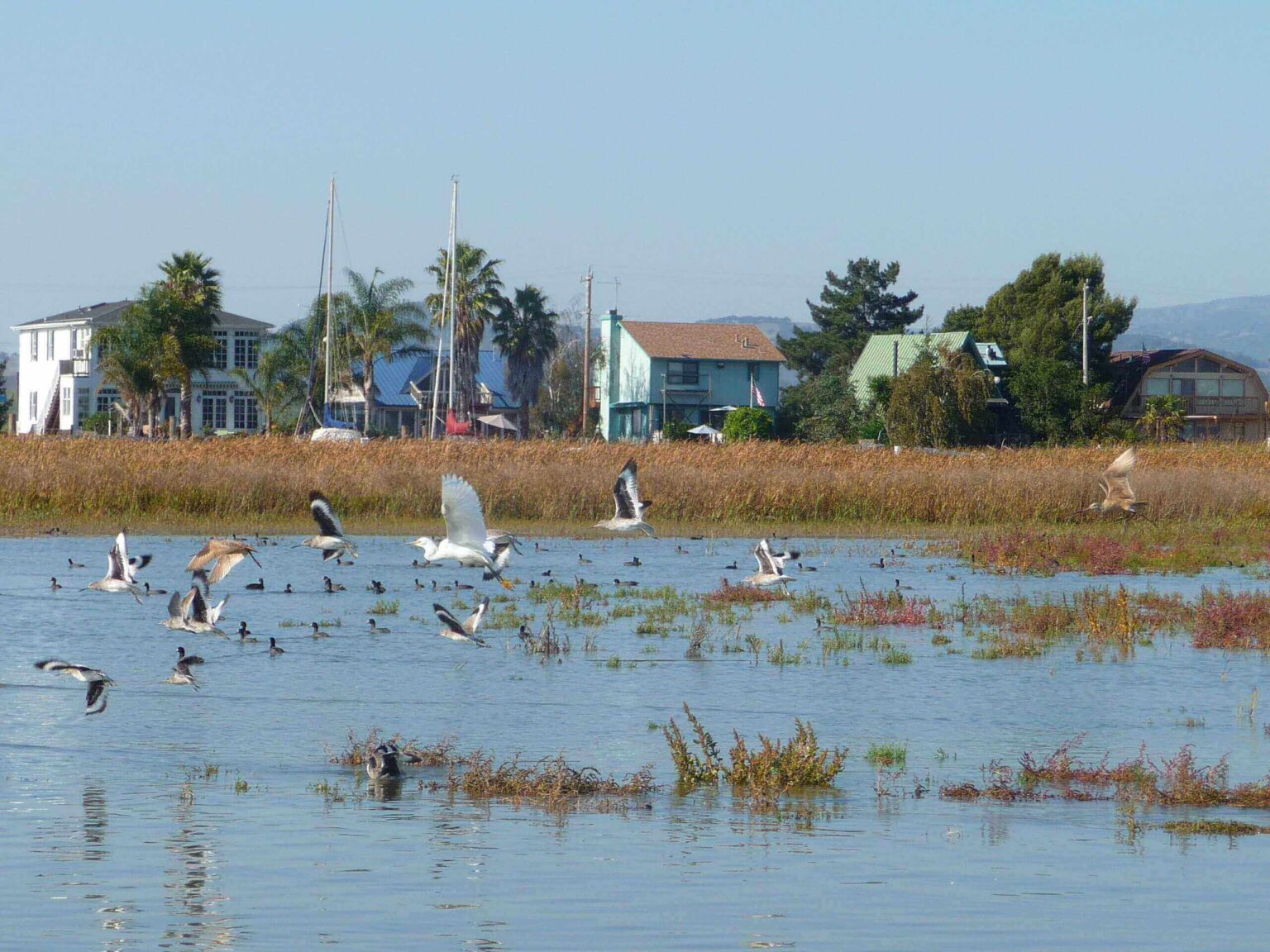 Photo of waterbirds in flight over a tidal wetland on the U.S. Pacific coast.